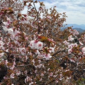 桜？咲いてたー。しかし、虫がぶんぶんぶん多め🐝