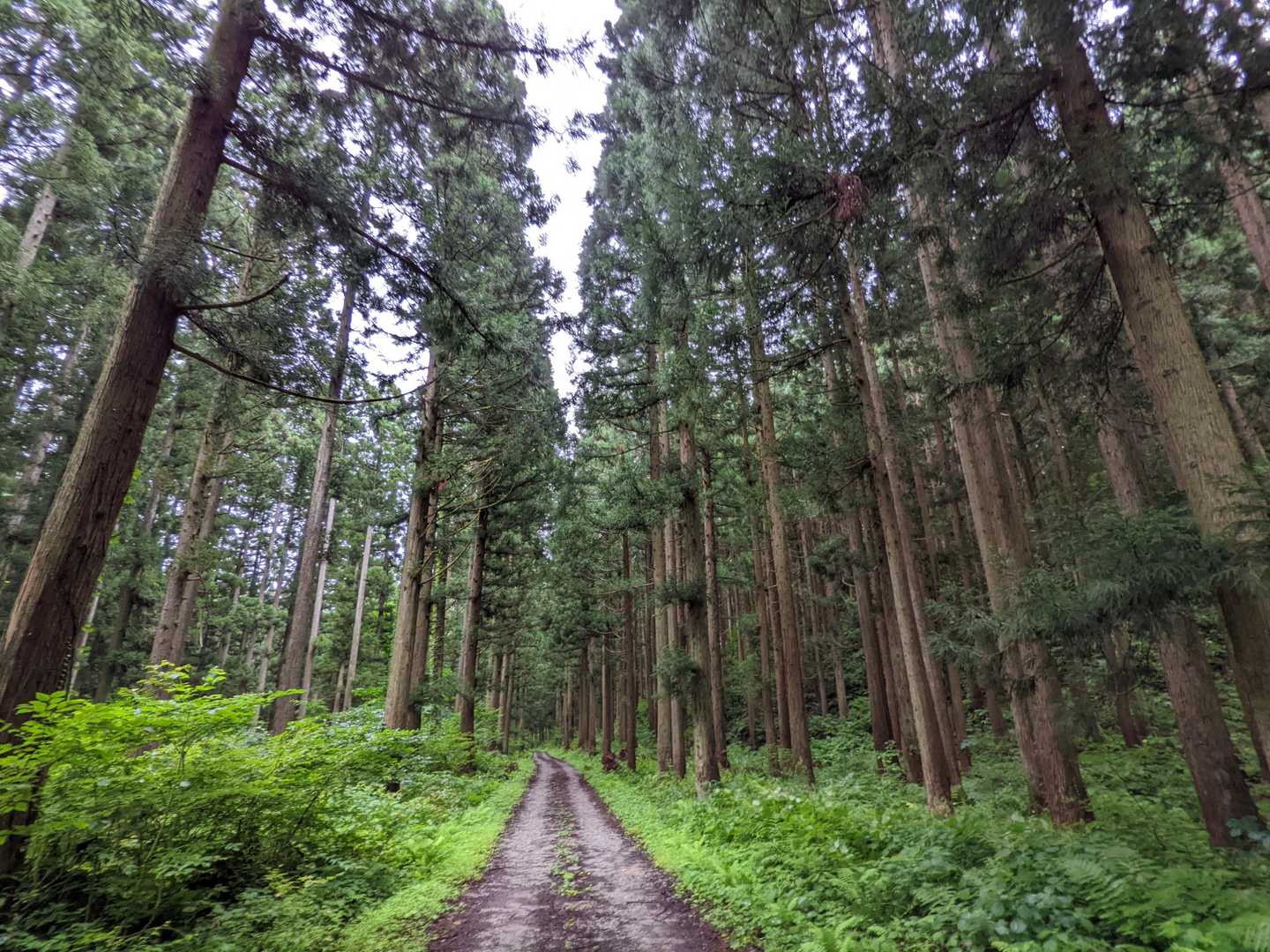 帰りも、杉の林道を歩きます。雨でしたが楽しい山旅でした。