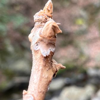 オニグルミの葉痕
葉痕は羊の顔の形に