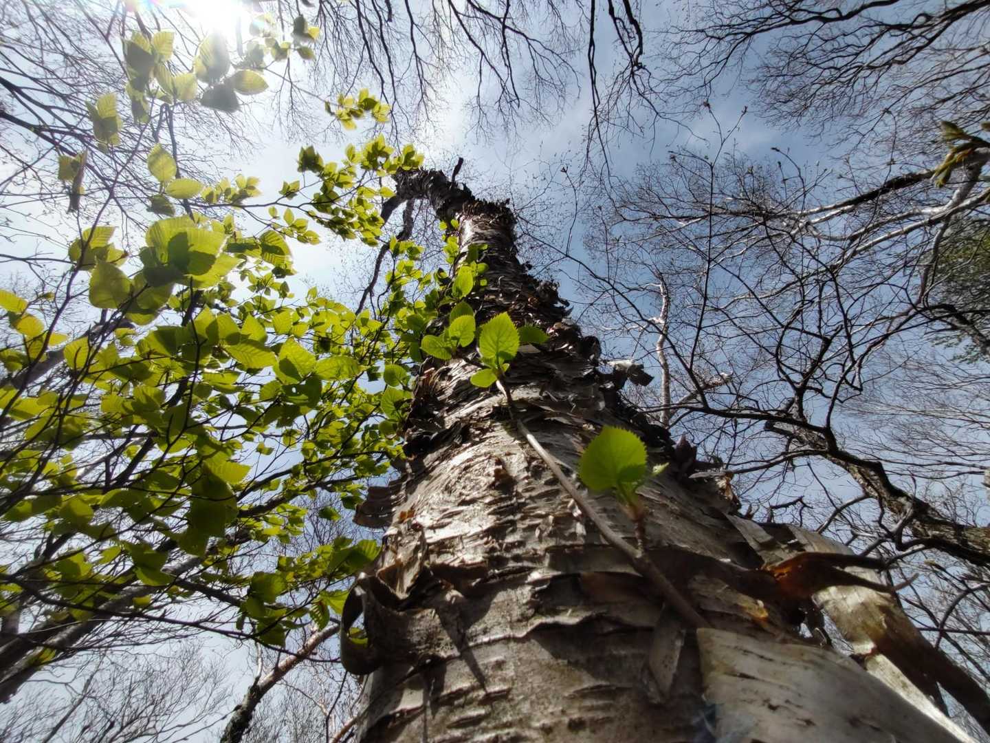 ぐんぐん伸びてく 🌱⋆｡