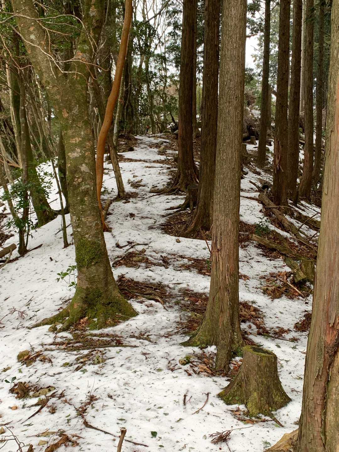 こっちが白馬山山頂直下でした