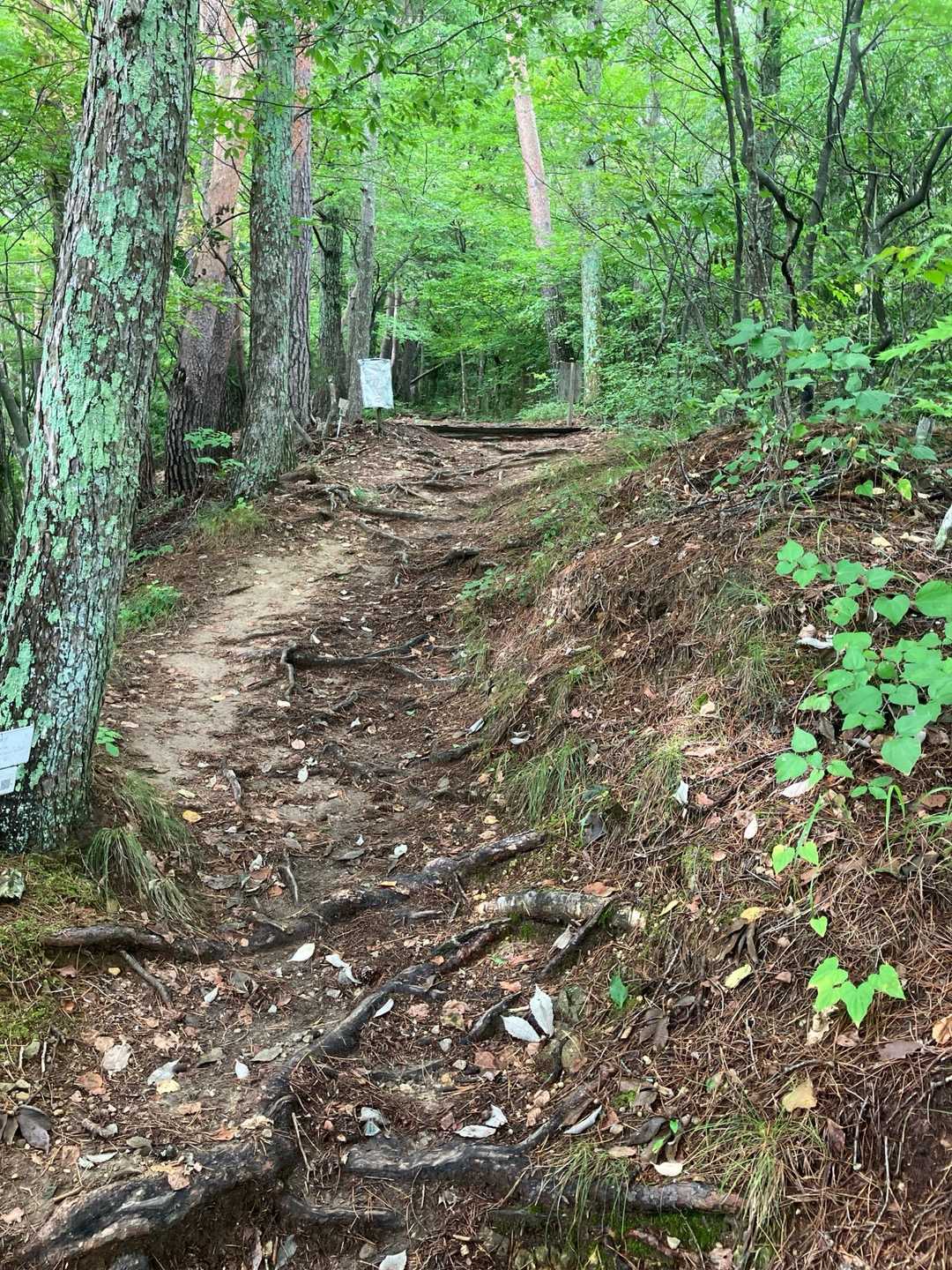 しっかりと踏み跡がある登山道でした。

