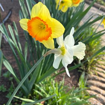 スイセンも素敵💓