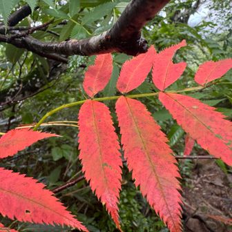 山ではもう秋の気配　ナナカマド