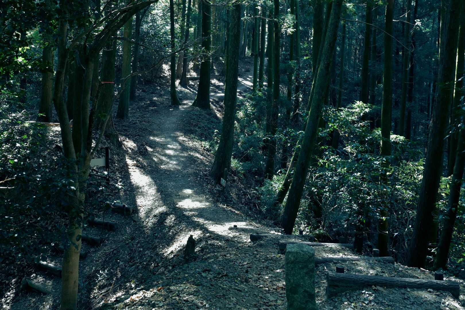 皿山公園バス停-岳城山 往復コースの写真