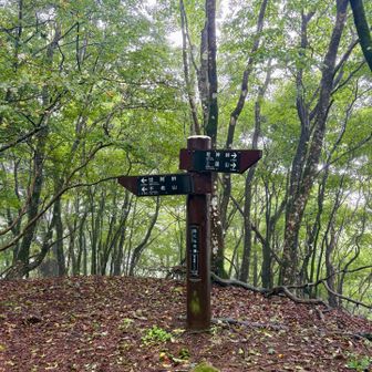 白クラノ頭
登山道にはてツルツルの木の根が露出
雨でいっそう滑る