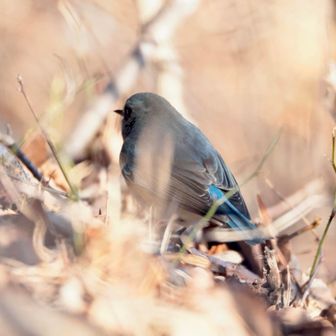 ぐるぐる歩きまわって、再びのルリ！
しかし、良いポジションに出てこない😭