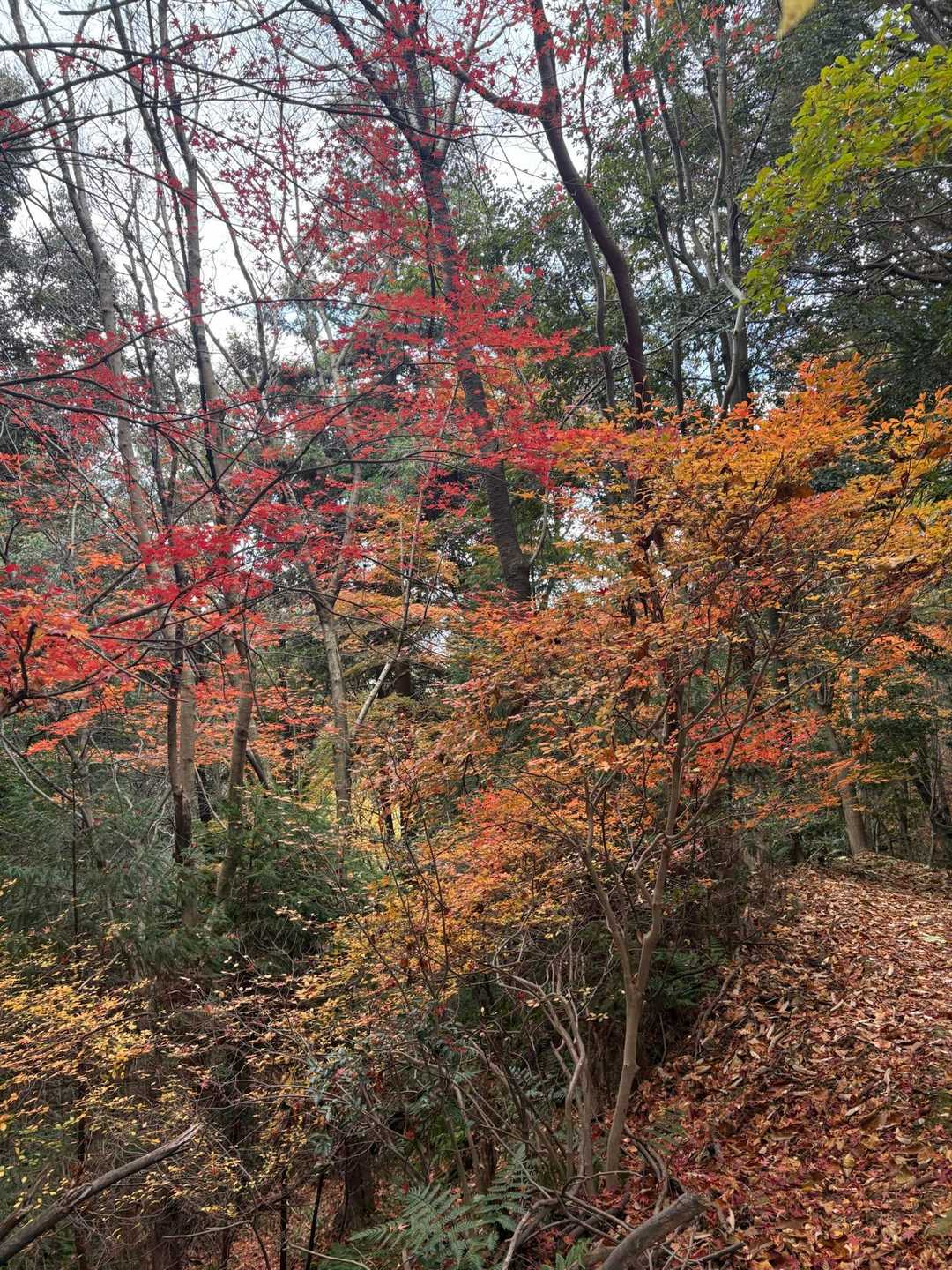 ふれあいの森入口-尾張白山-西山 往復コースの写真
