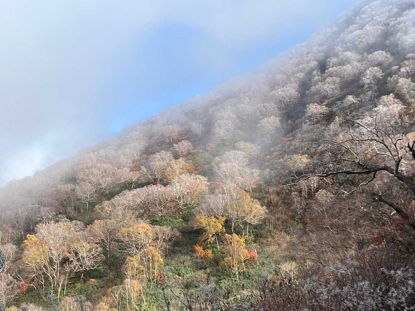 三段紅葉的なコントラストです🤭