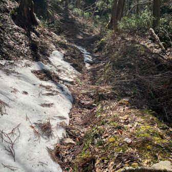 イブルキノコバに登る谷の残雪を心配しましたが、大したことなかったです