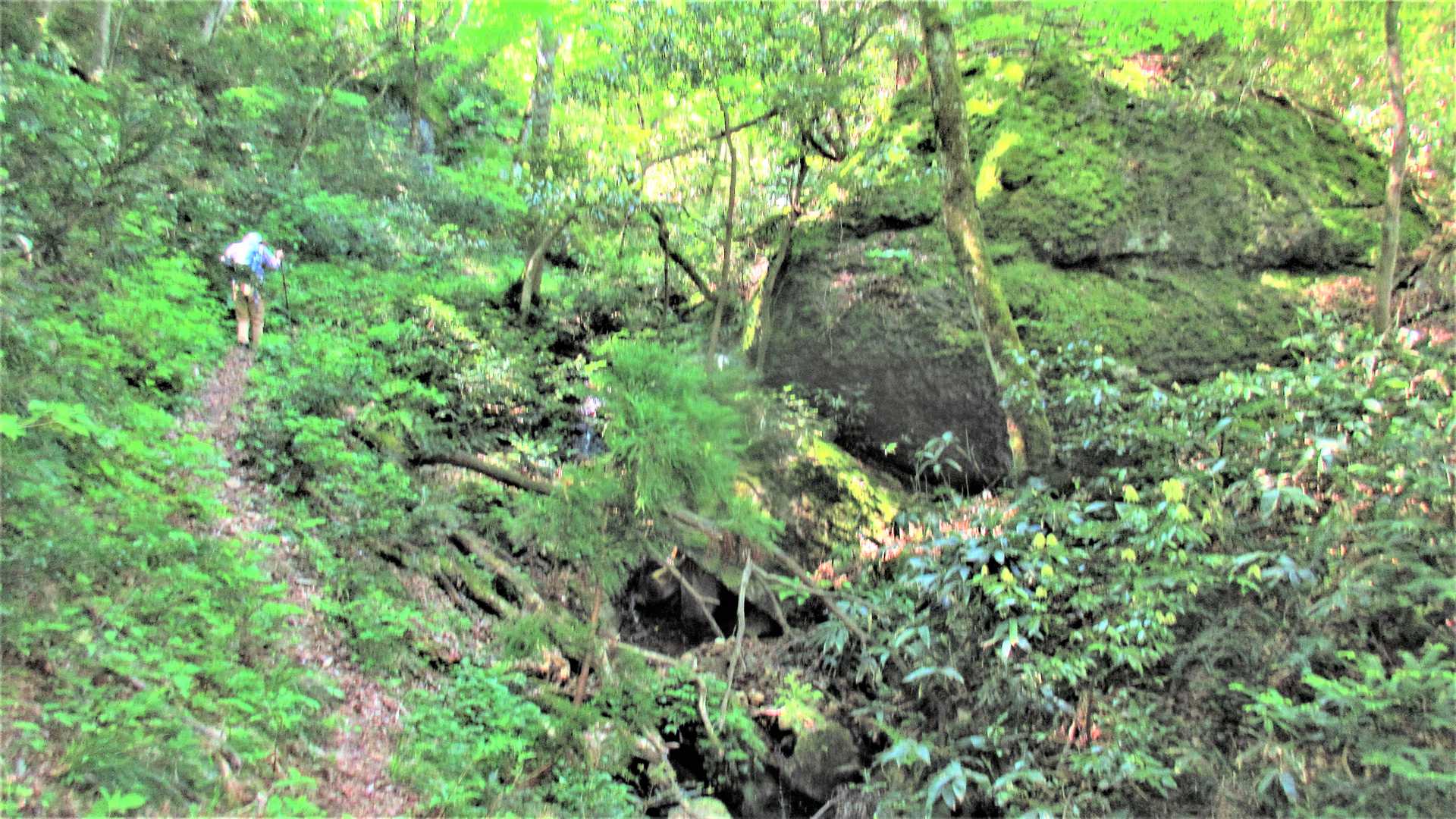 鯛ノ巣山 周回コースの写真