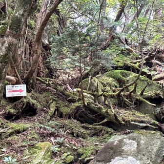 ここを登っていきます
危険の看板あり
