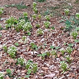 ふきのとうが群生してました✨️