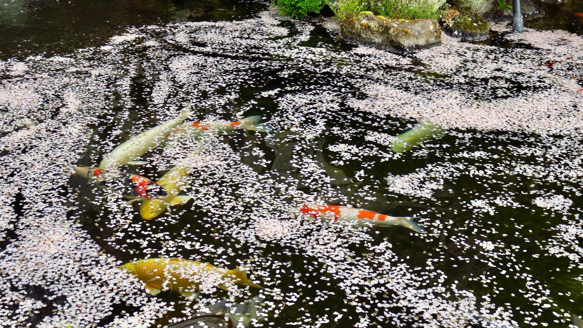 花筏