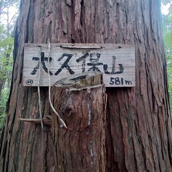 植林の中の大久保山