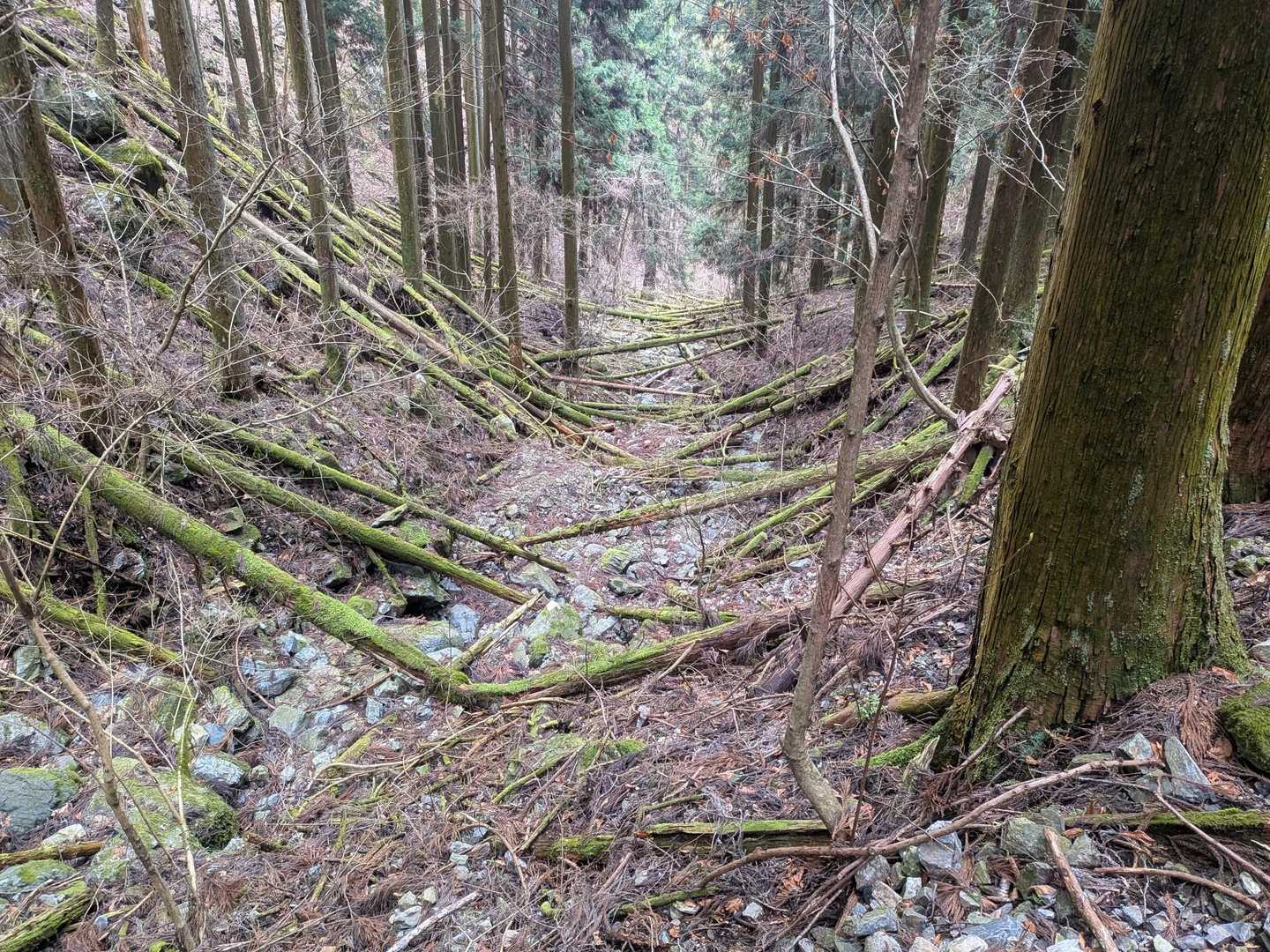 沢に倒れた木は苔がびっしり。
　沢筋など湿潤なところは苔の成長も早いのかな。