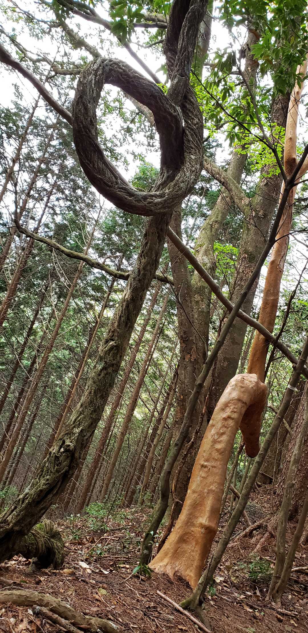 クゥルりん🌀芸術の木