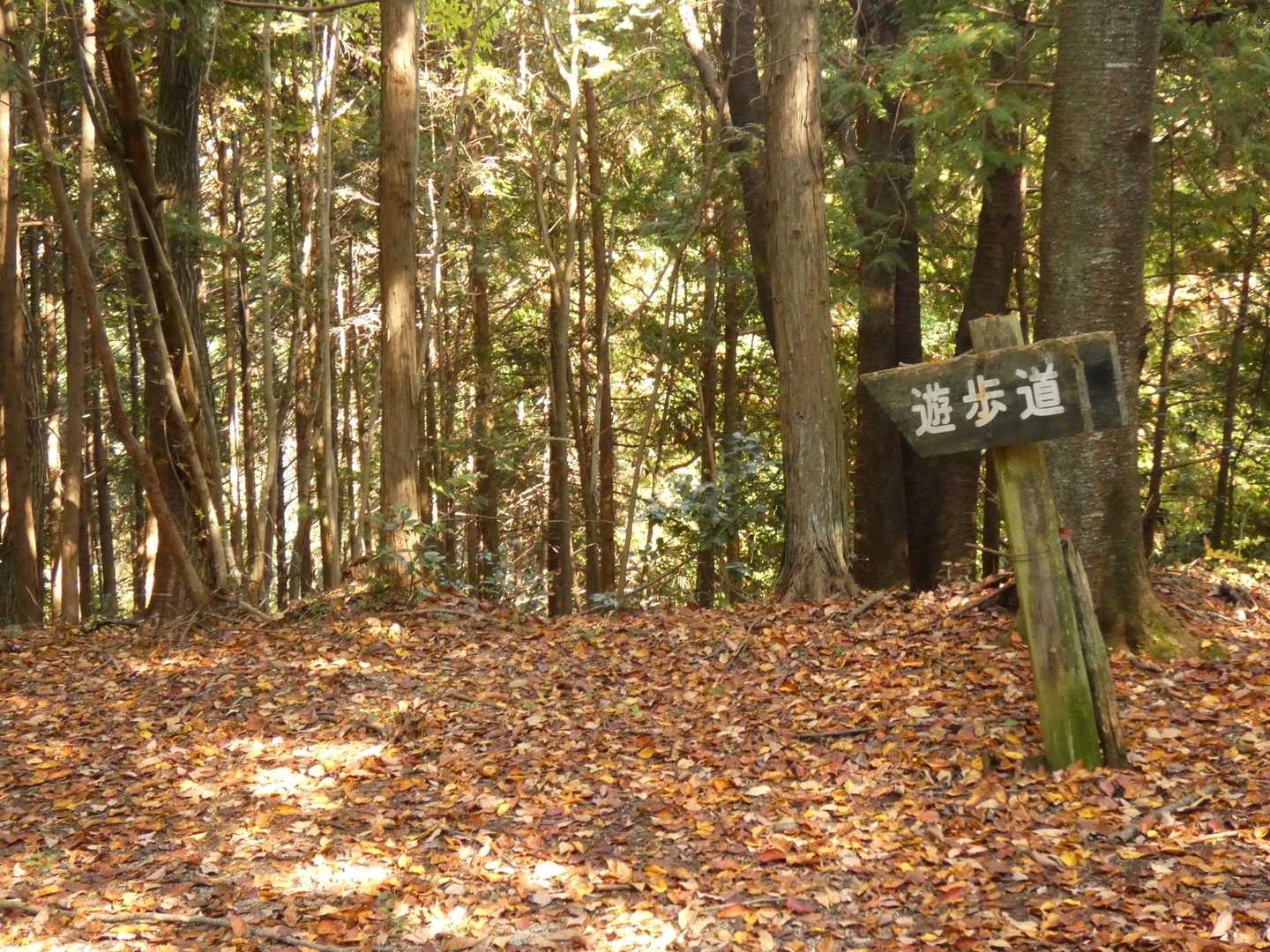 小野登山口-庚申山 往復コースの写真