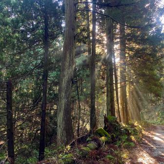 木漏れ日☀️🌲