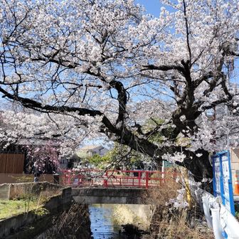 車を停めた場所まで湯村温泉街を車道歩き