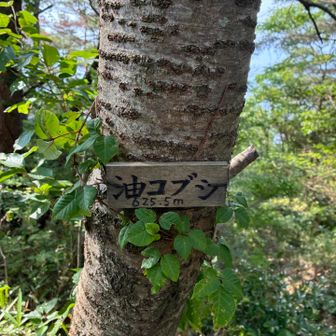 再スタートしてすぐに油こぶし山頂