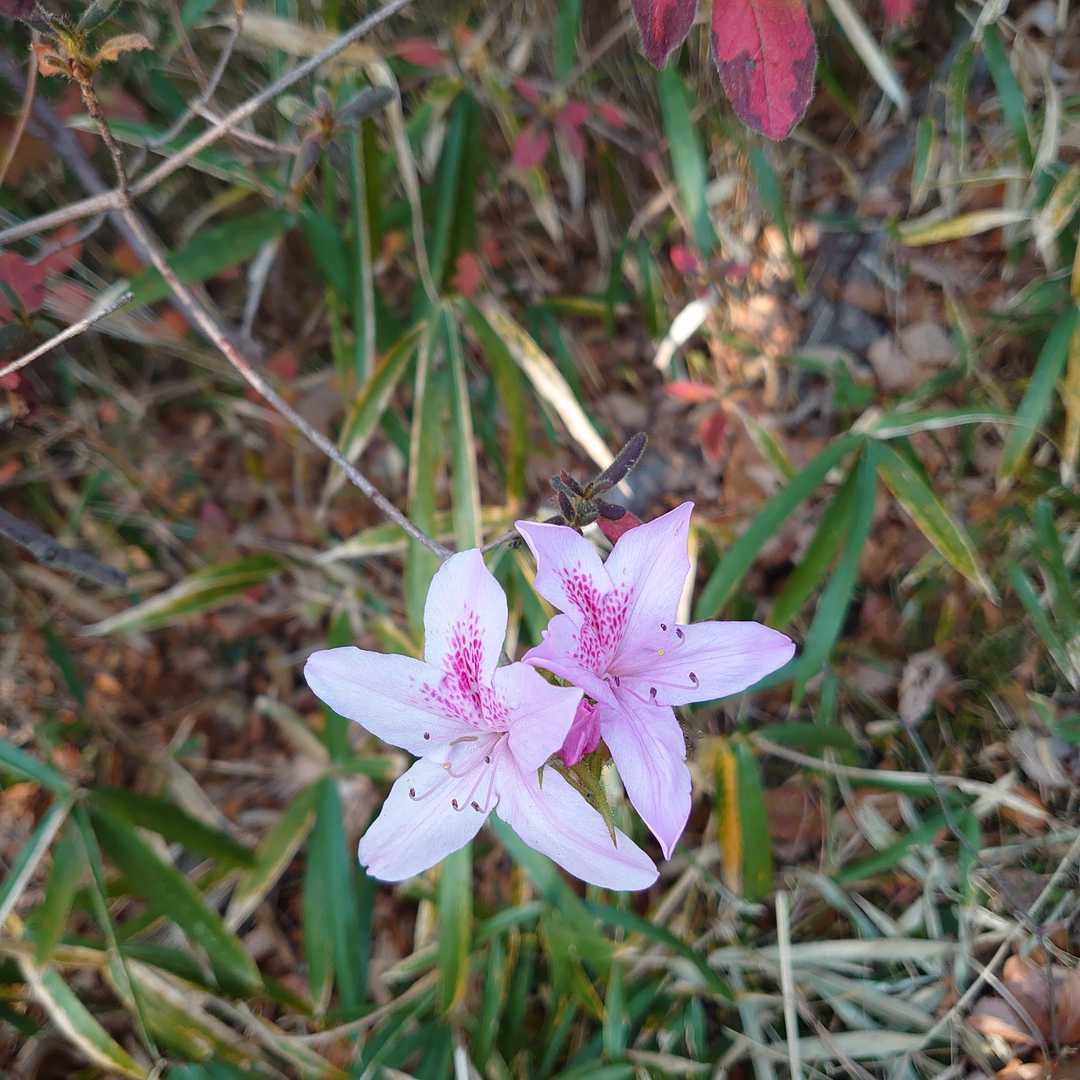 モチツツジ 本日唯一の花✾