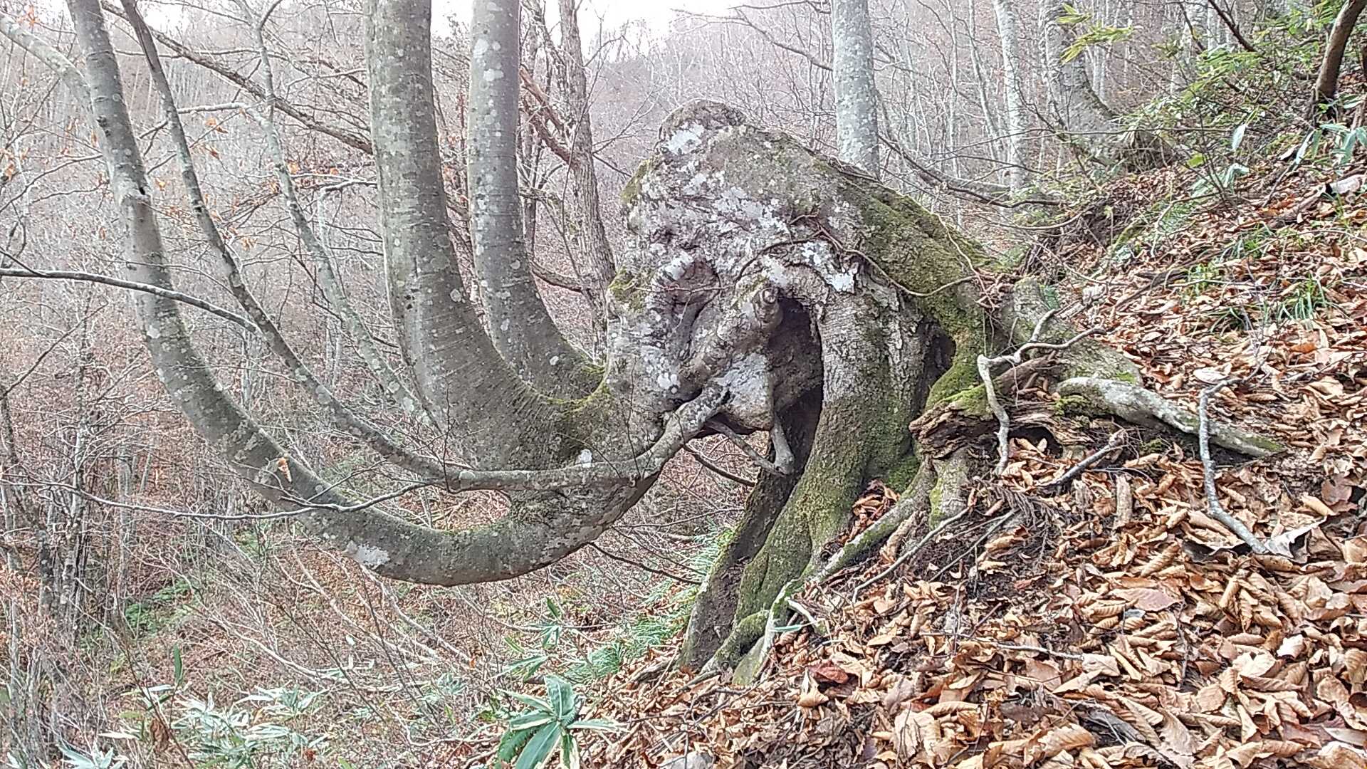マンモス君いました
