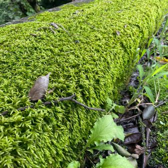 びっしり🌱
