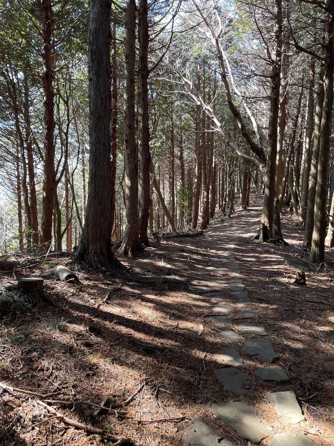 案内図に<ゆるやかな道>とあった道です☺️
