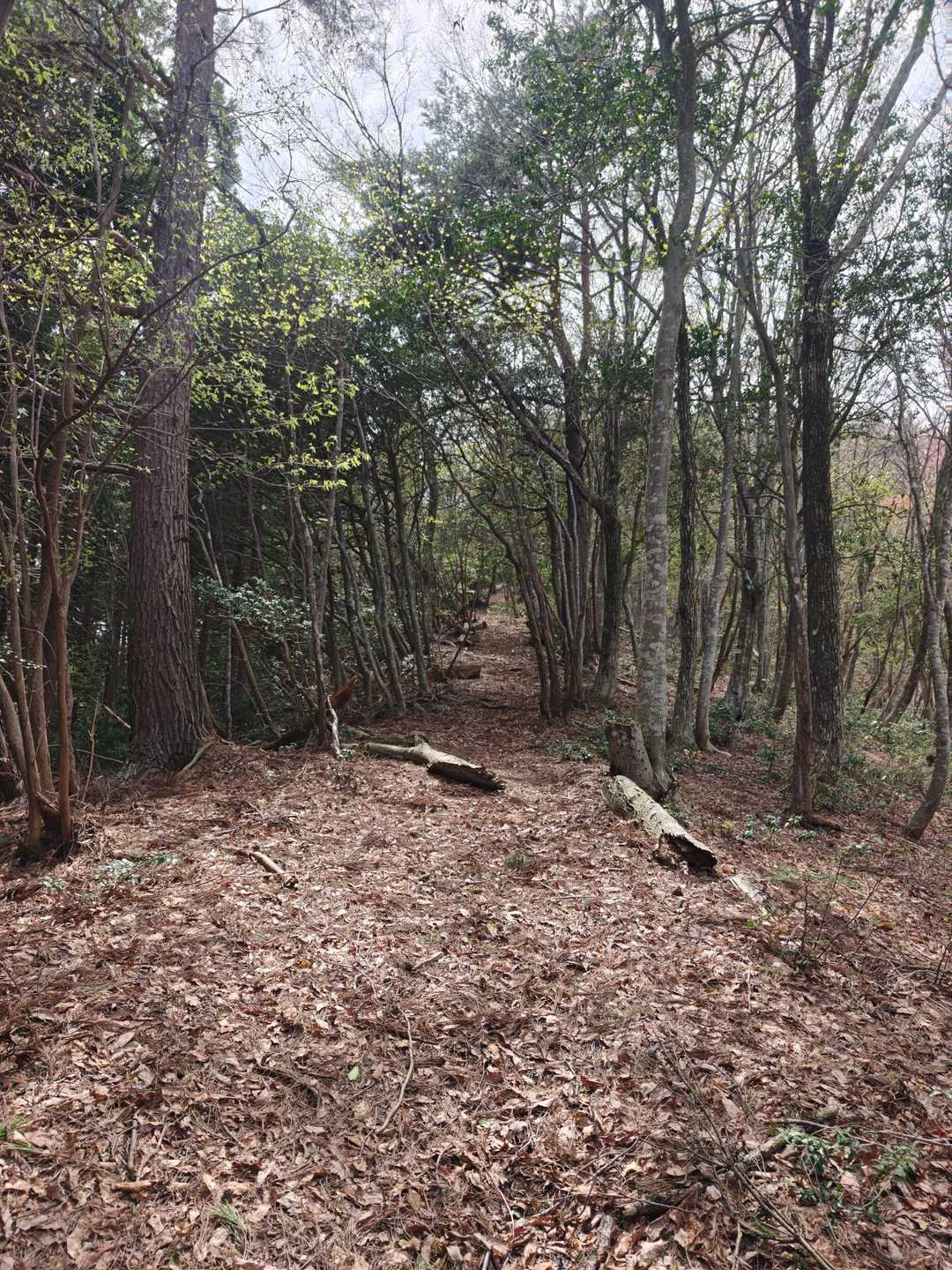 八ヶ峰 往復コースの写真