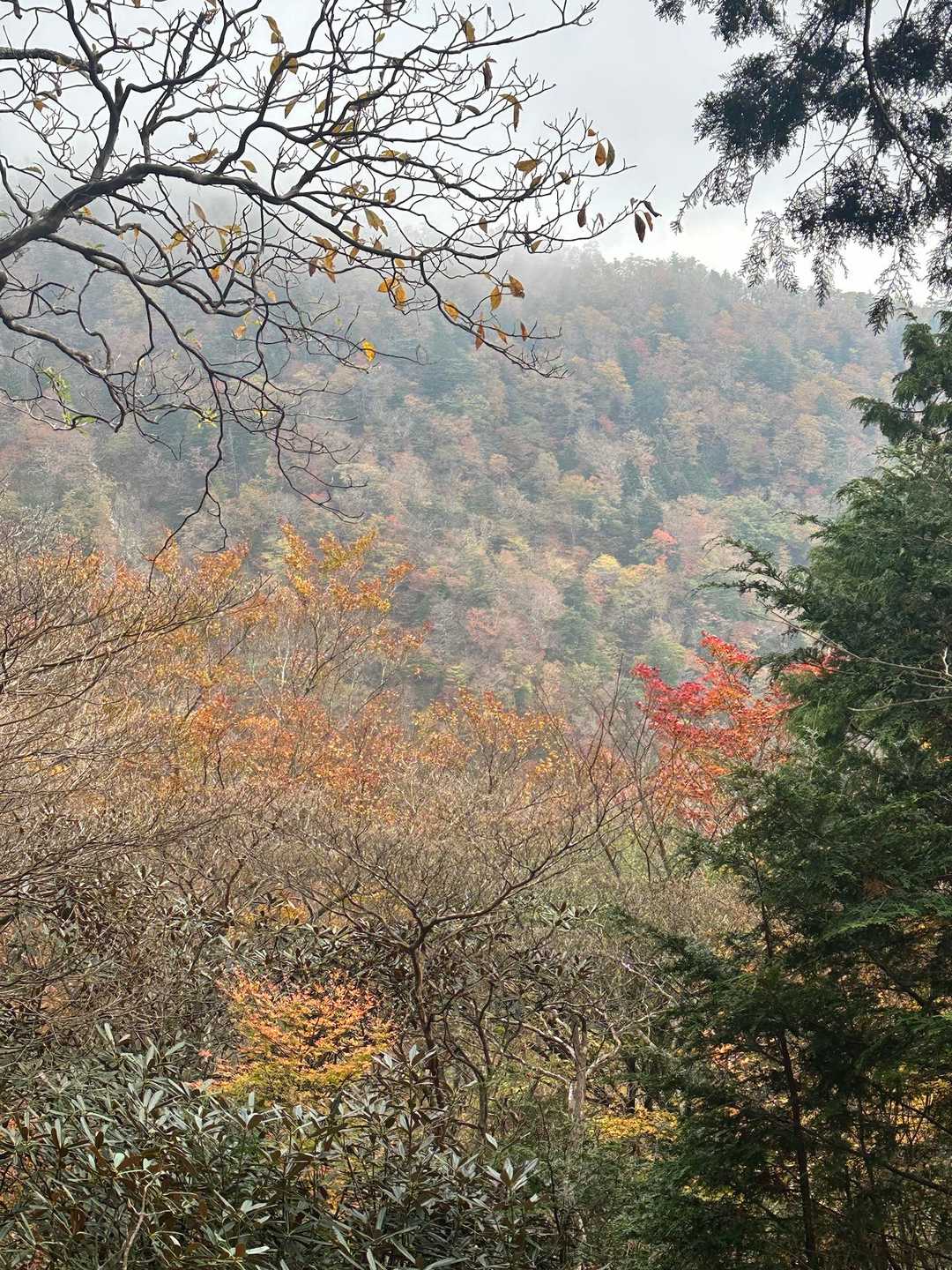 鉄山-修覆山-弥山-聖宝ノ宿跡-弁天ノ森-弥山登山口 周回コースの写真