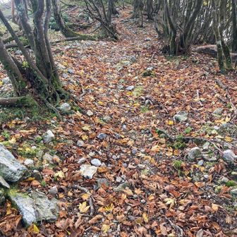 秋の山は落ち葉がいっぱい🍂