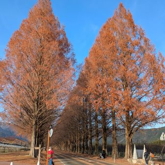 まだ結構葉が残ってて綺麗