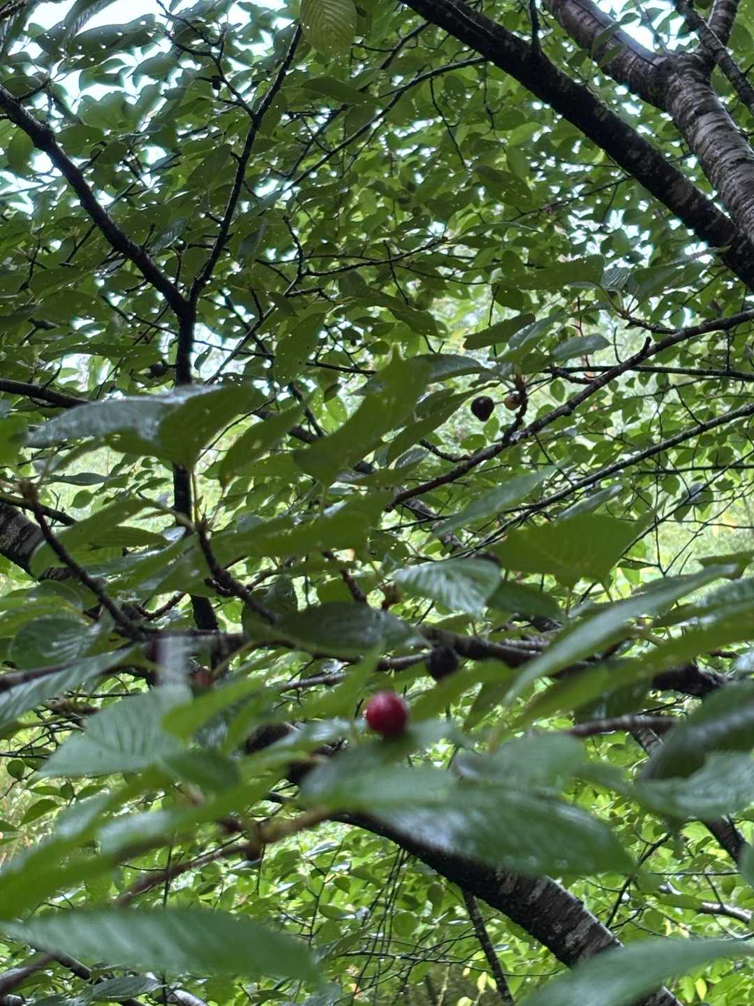 さくらんぼ発見🍒
黒っぽいのが甘くて美味しいと教えていただき、探す👀🔍
まさかさくらんぼが食べれるとは思わなかった😆