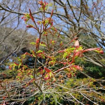 さてこの可愛い花は？
正解は「紅葉🍁」です。
なかなか知ってる方も少ないかと思います。
花言葉が素敵なんです👍️（ググってみて下さい😊）