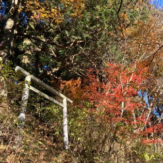景色の良い林道まであと少しのところにある鳥居です