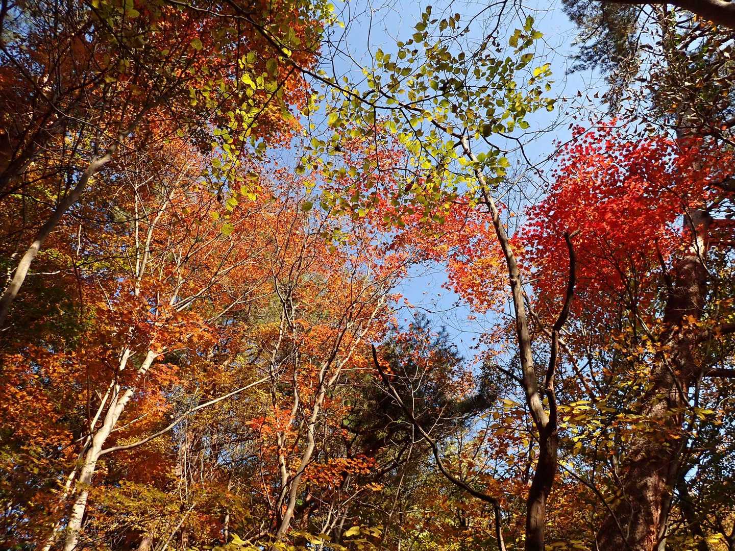丁須の頭登山口-馬頭観音-もみじ谷-三方境-谷急山 往復コースの写真