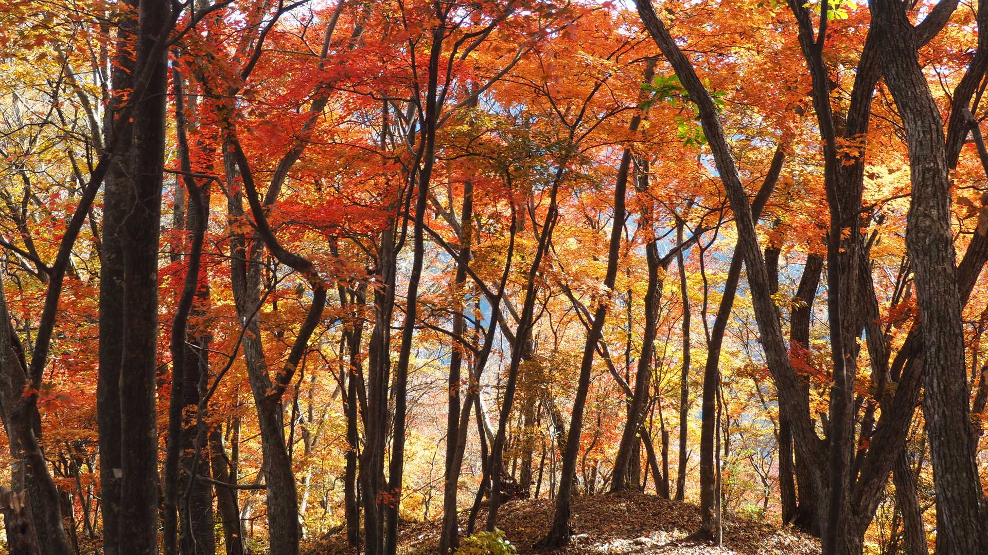 曇りでも綺麗な紅葉です
