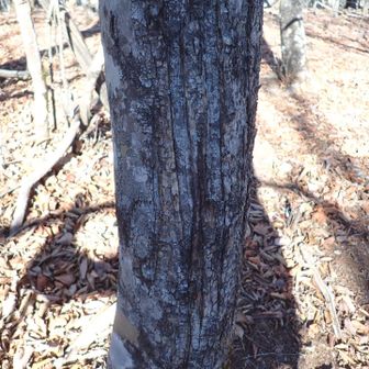 熊の引っ掻き傷