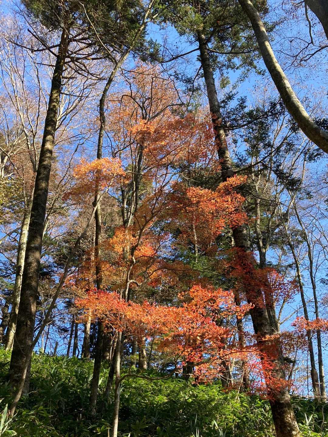 大平峠-兀岳-夏焼山 周回コースの写真