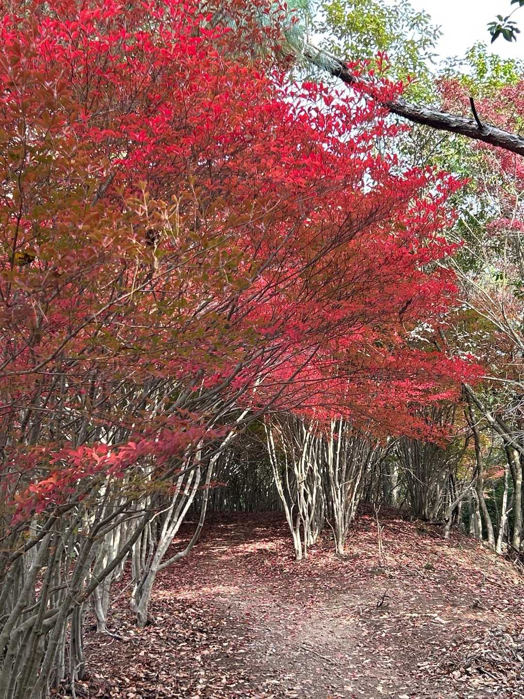 　　　　ドウダンツツジ🍁🍁