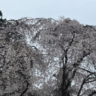 青空だったら映えるのに残念