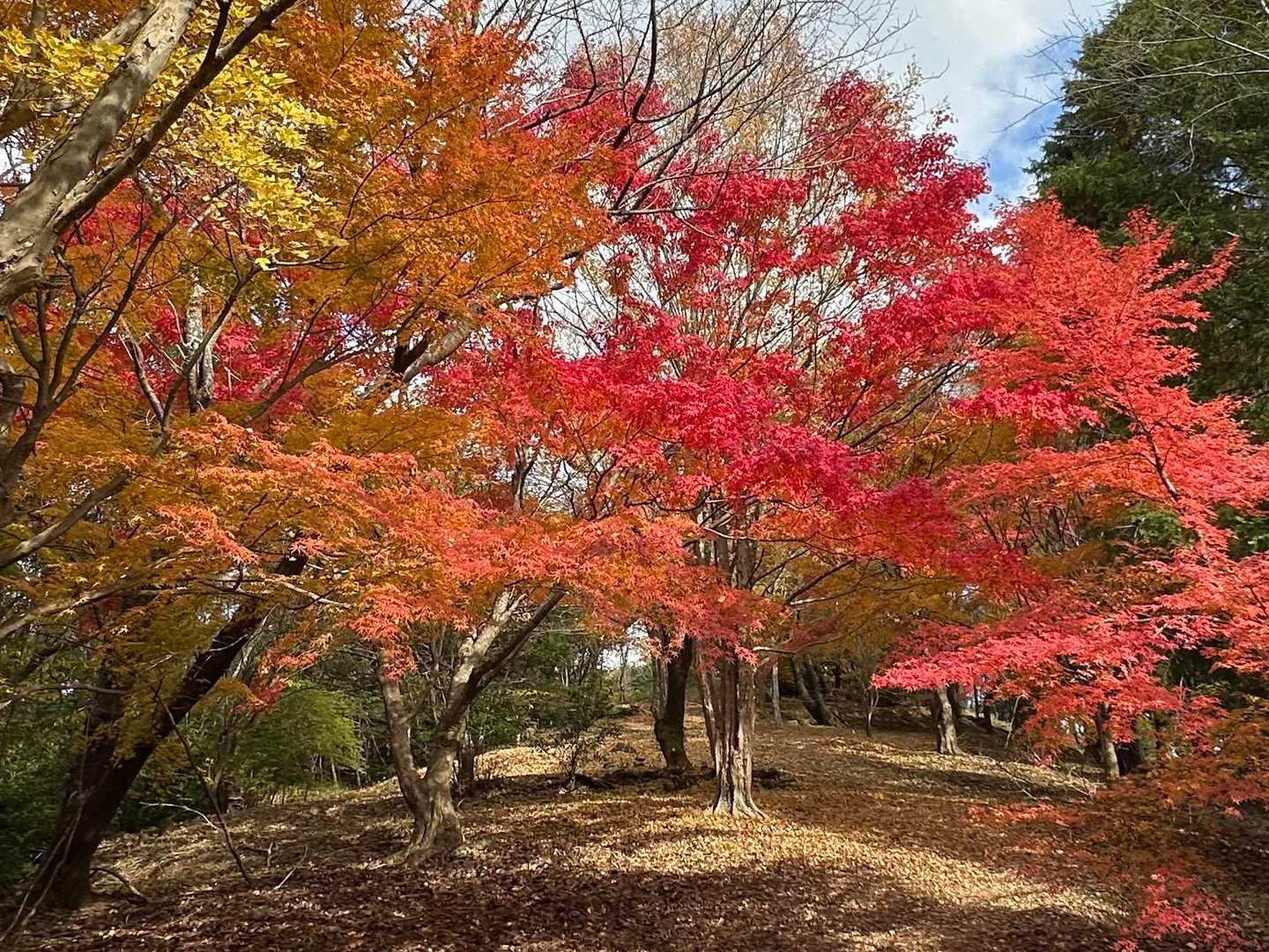 女山の紅葉🍁✨🍁✨
ここが一番！最高に綺麗でしたー♪