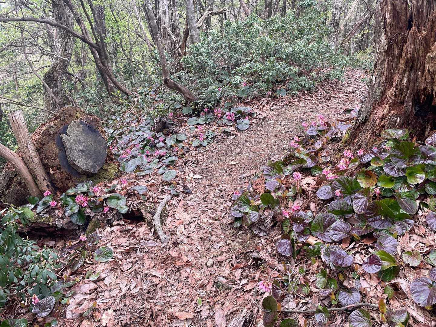 お花🌸が登山道を彩ってくれてます