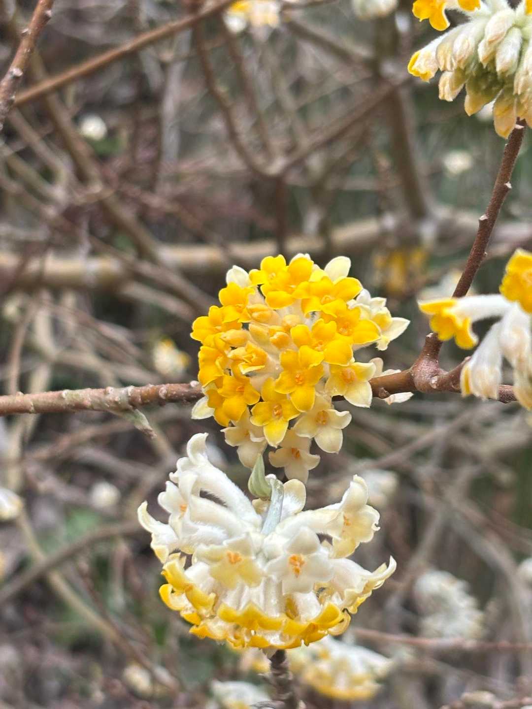 満開の花、いい香り