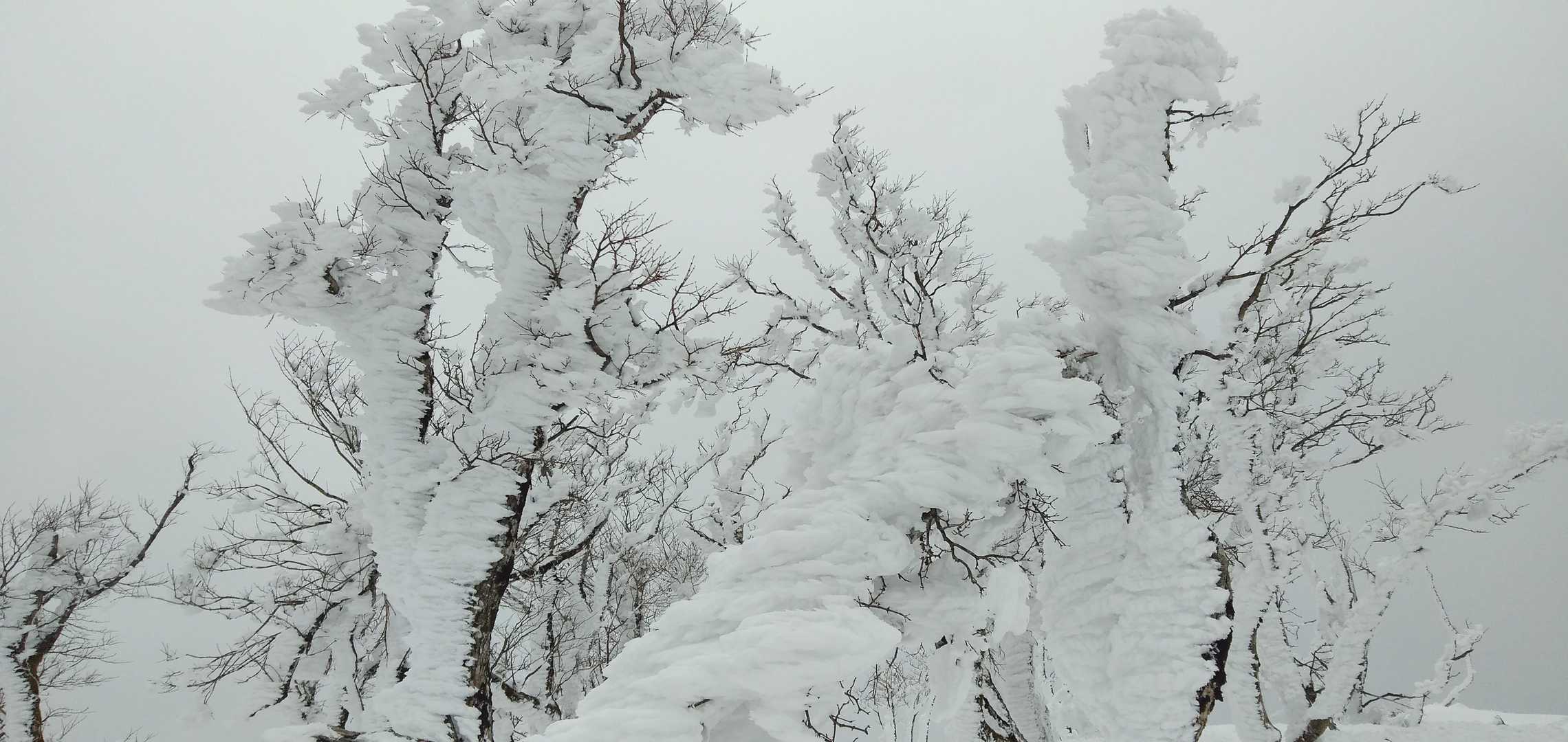 今畑登山口-笹峠-霊仙山最高点 往復コースの写真
