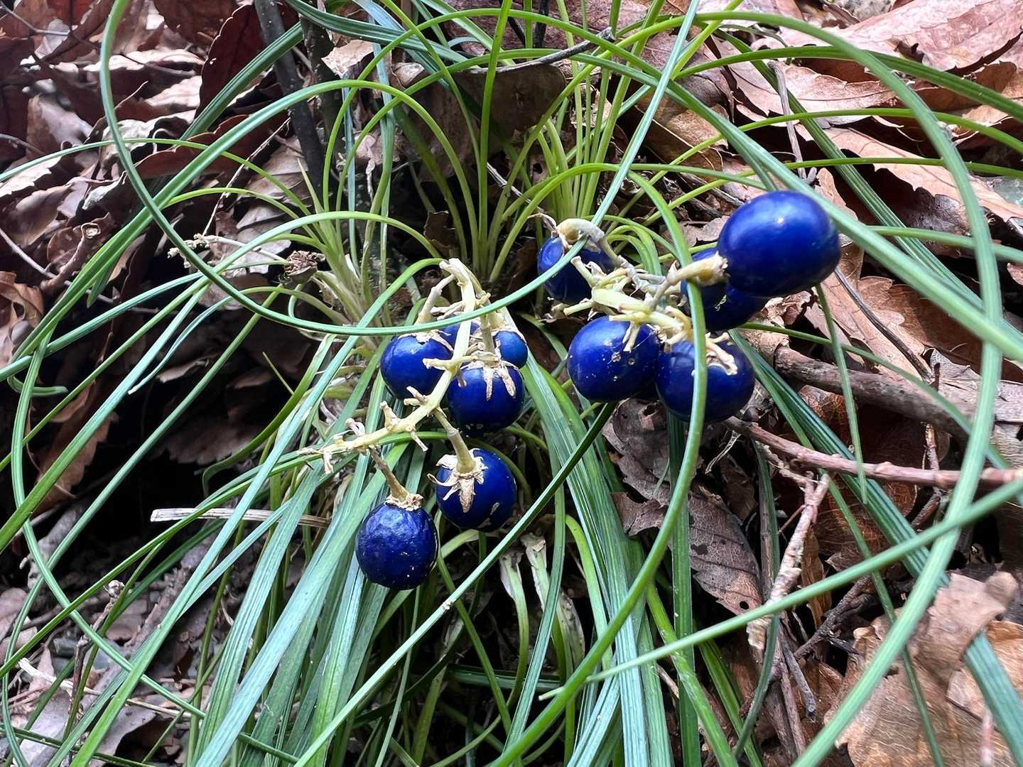 リュウノヒゲ、青が鮮やか✨