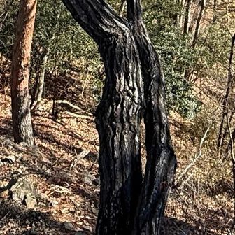 写真ではわかりにくいが、回りの木々をよく見ると幹が黒く炭状になっていた。あちこちに残っていた山火事の痕跡。