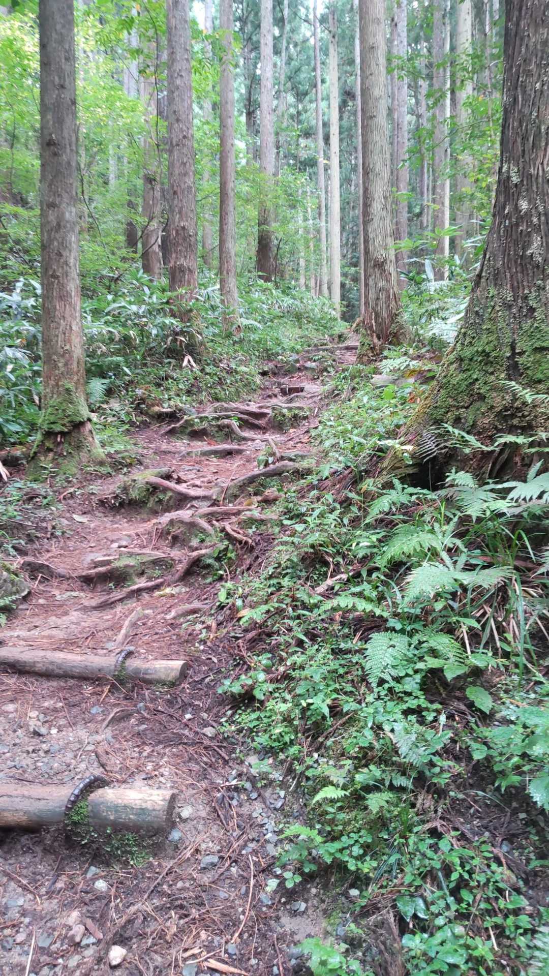 西ノ谷登山口-鞍掛山 往復コースの写真