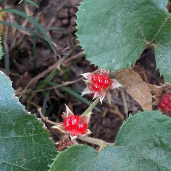 美味しそう　間違えた道で見つけた